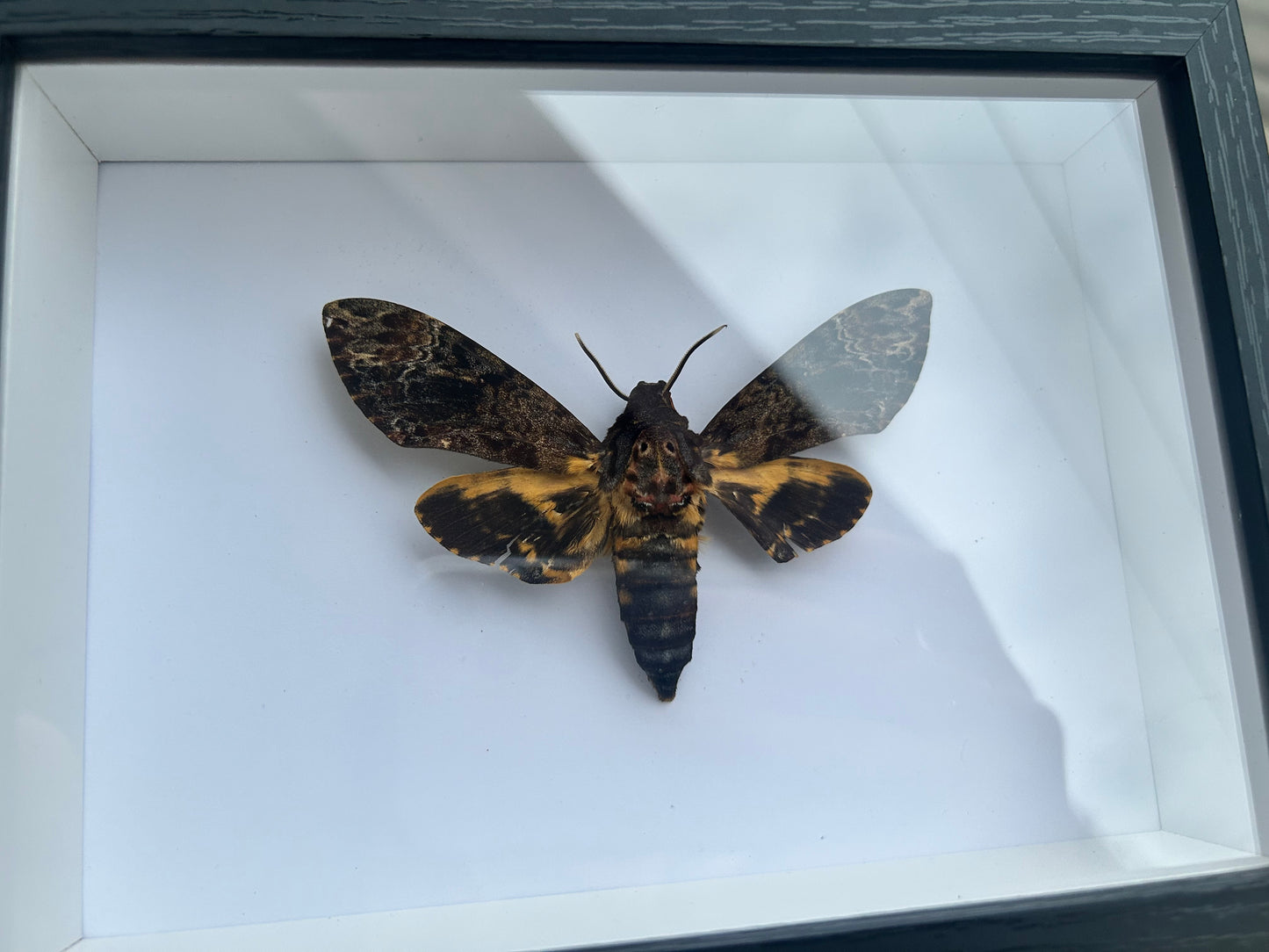 Death's Head Moth