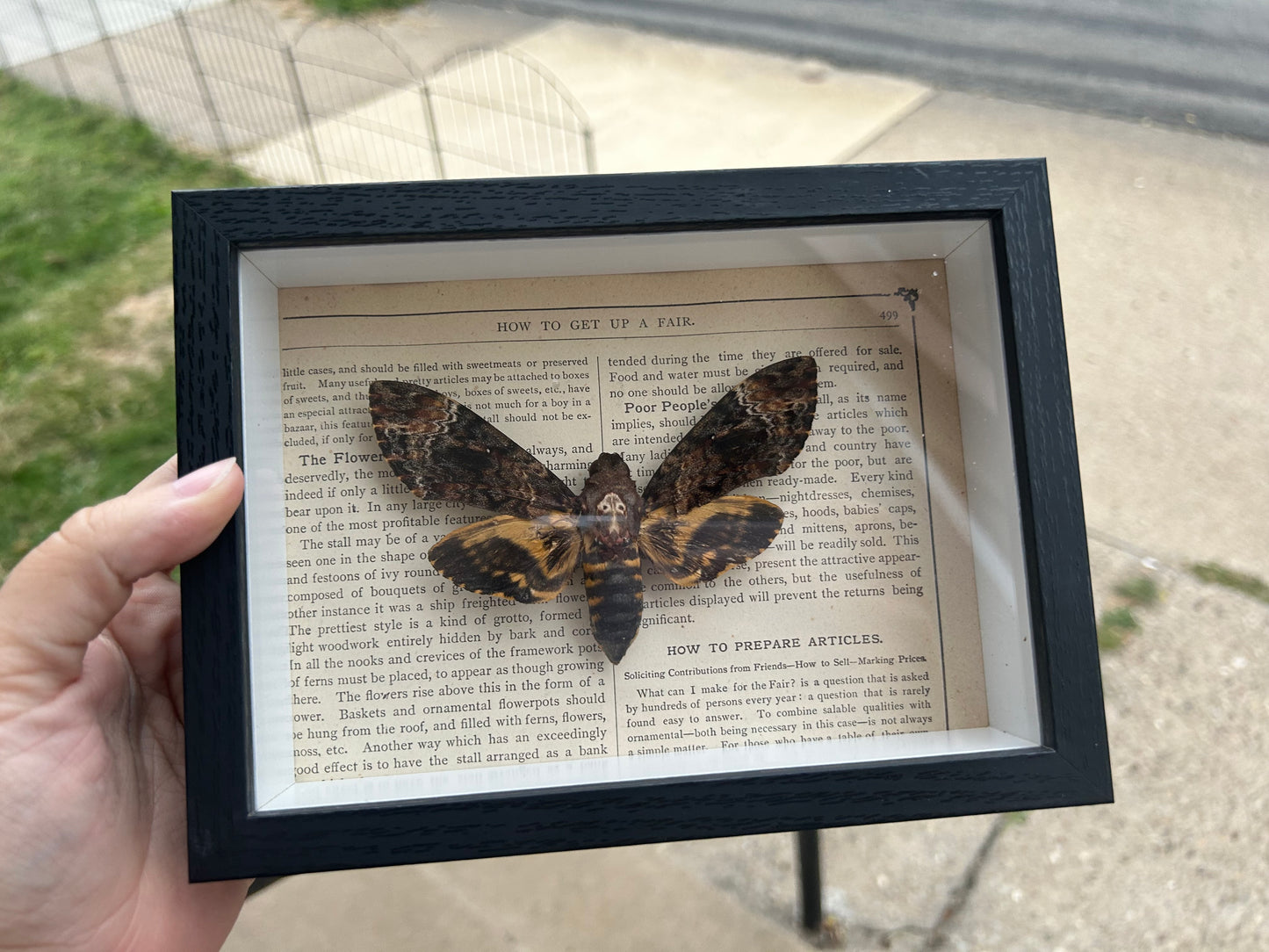 Death's Head Moth