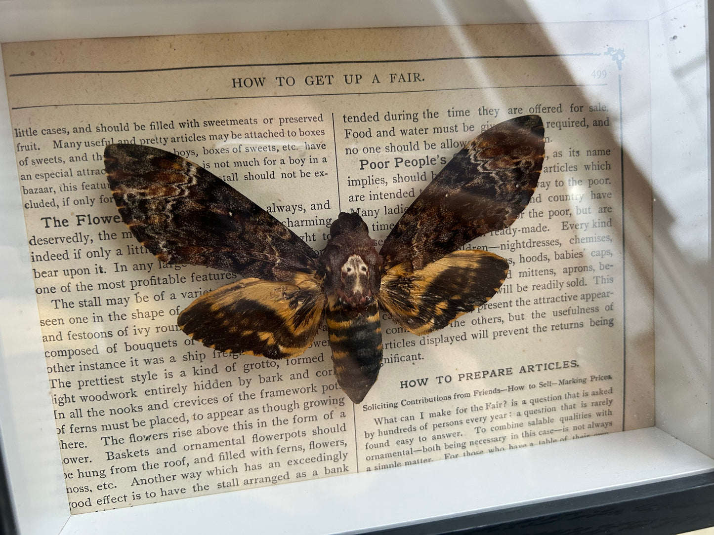 Death's Head Moth