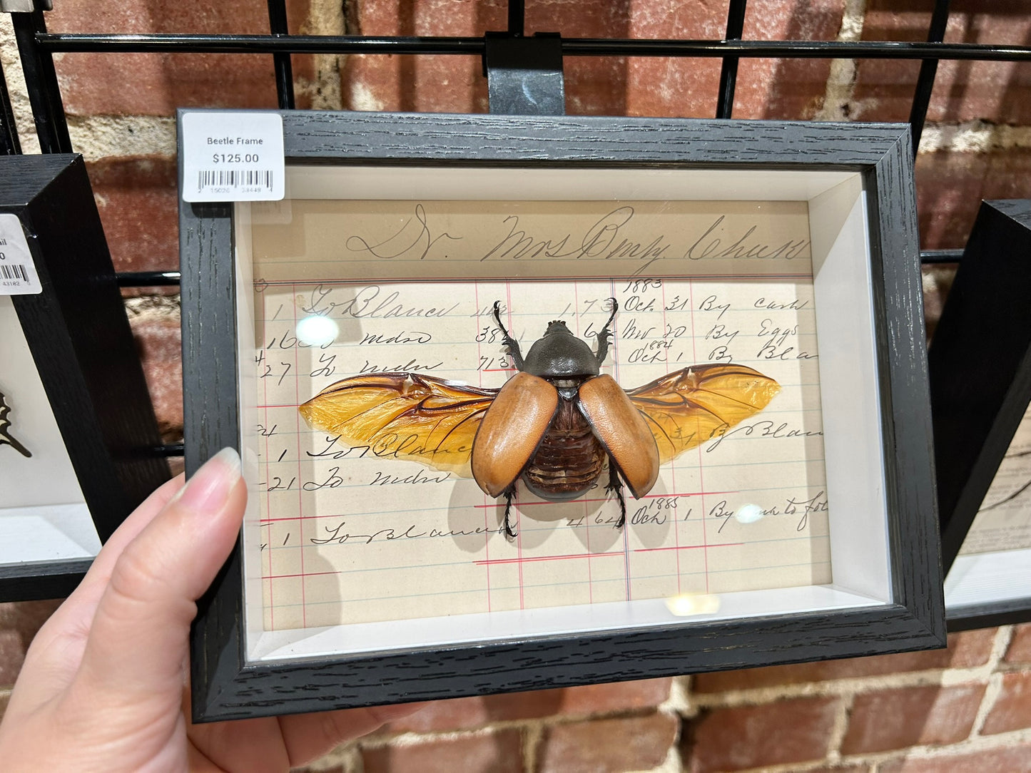 Stag Beetle Frame