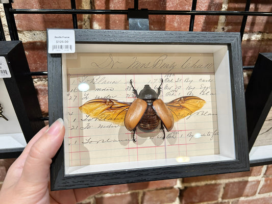 Stag Beetle Frame