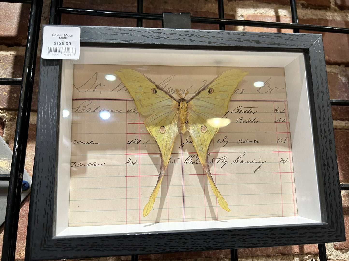 Golden Moon Moth