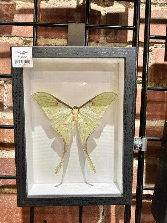 Golden Moon Moth
