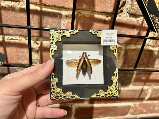 Jewel Beetle Frame