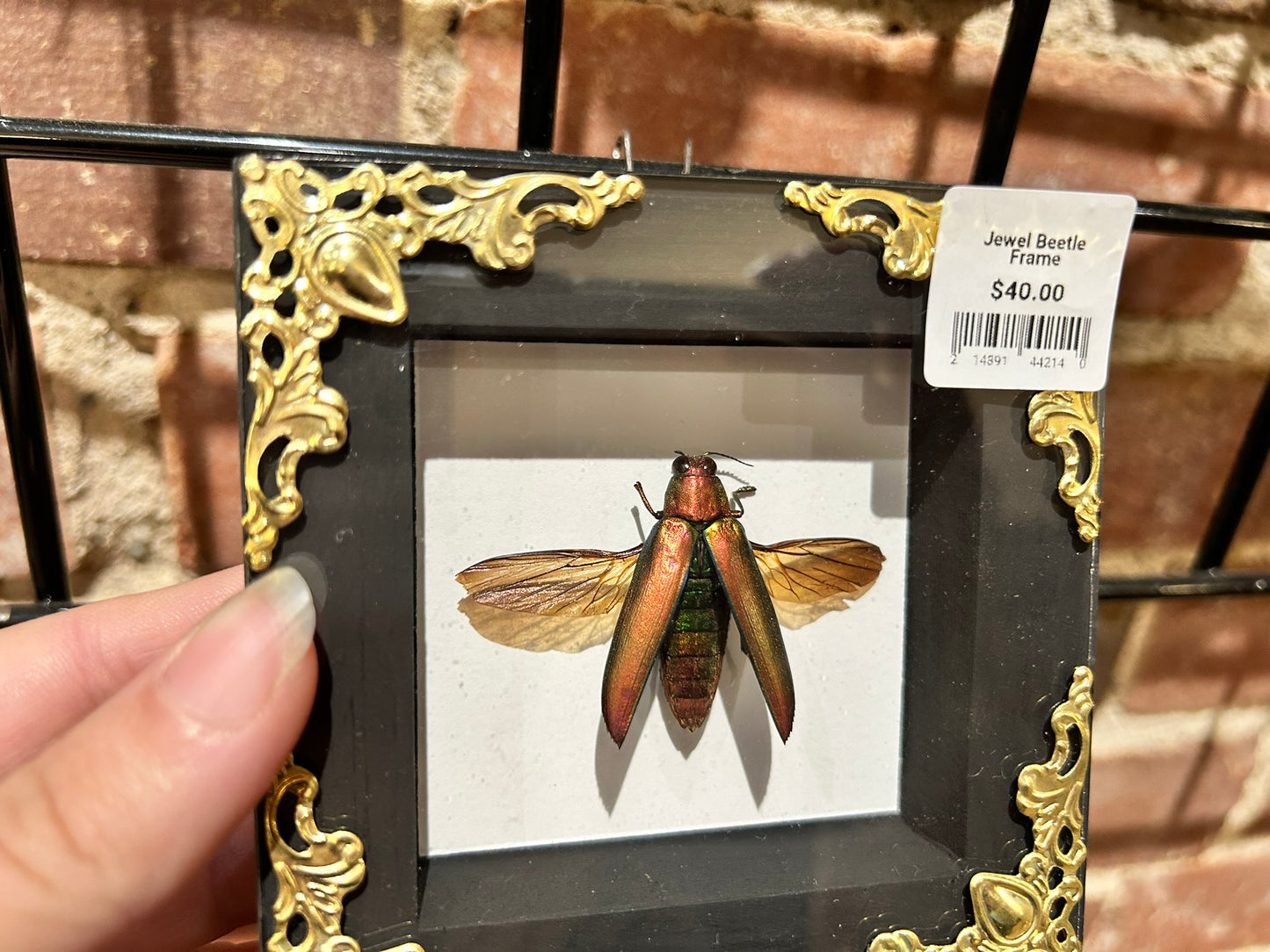 Jewel Beetle Frame