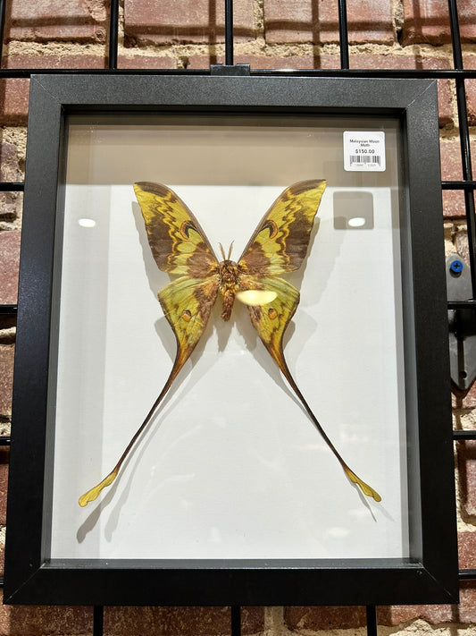 Malaysian Moon Moth