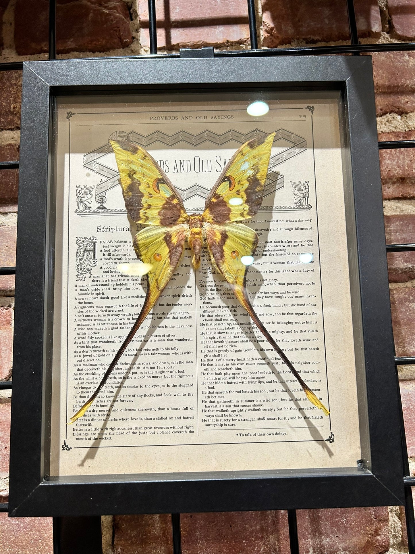 Malaysian Moon Moth