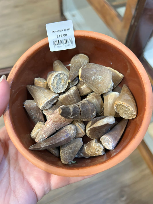 Mosasaur Tooth