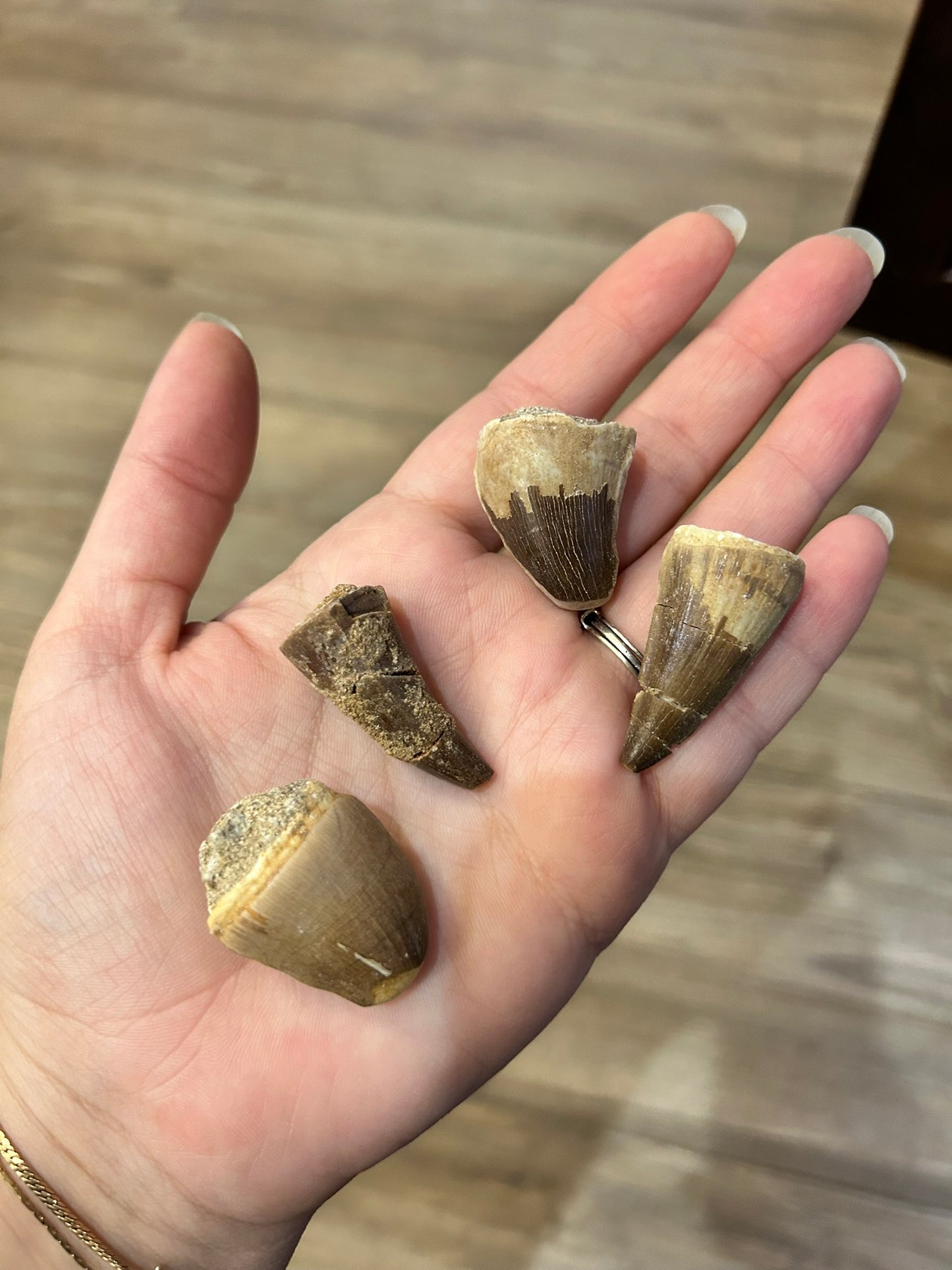 Mosasaur Tooth