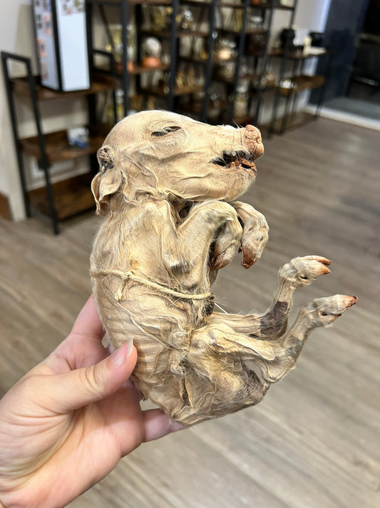 Mummified Piglet