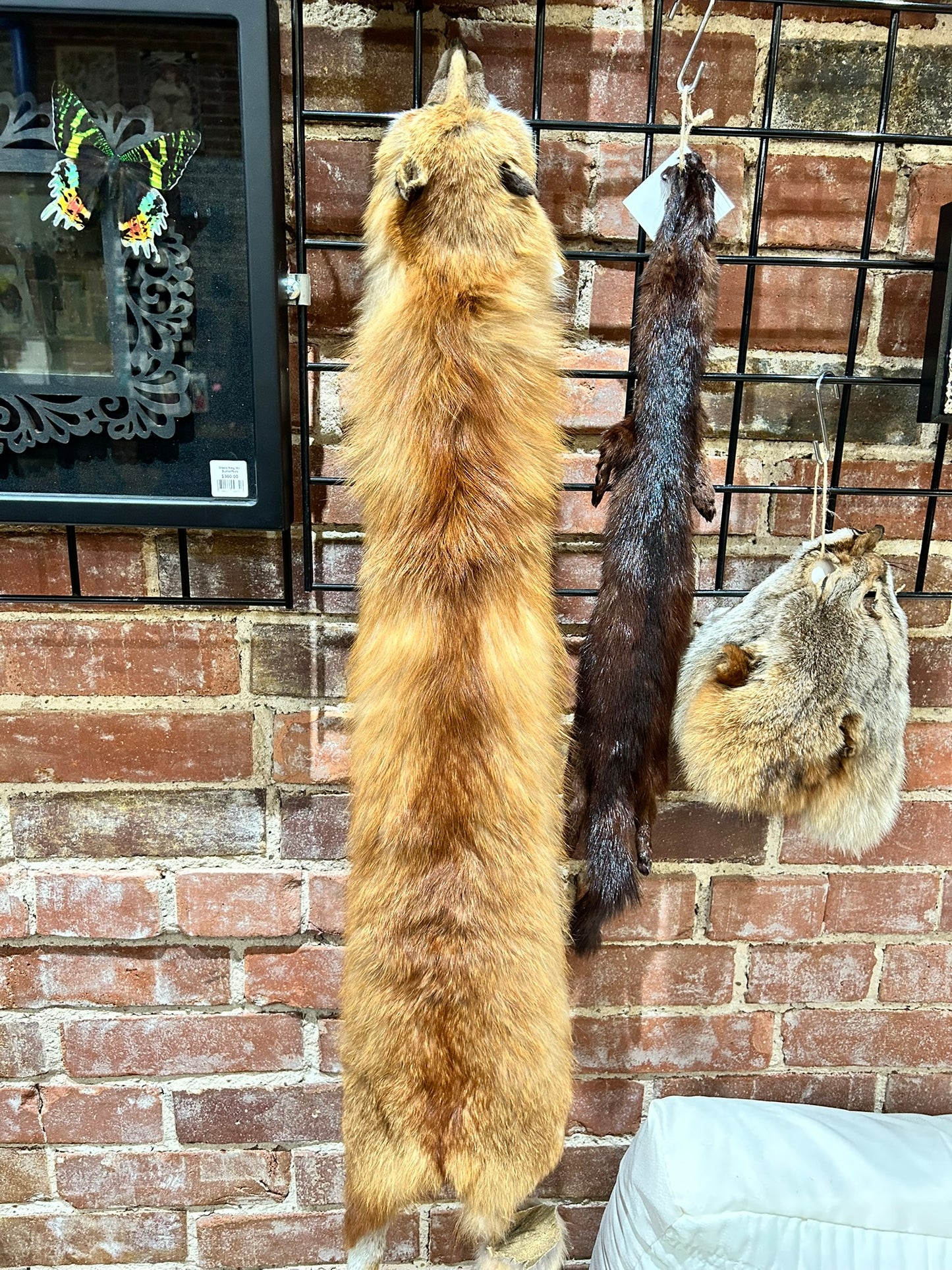 Fox Pelt
