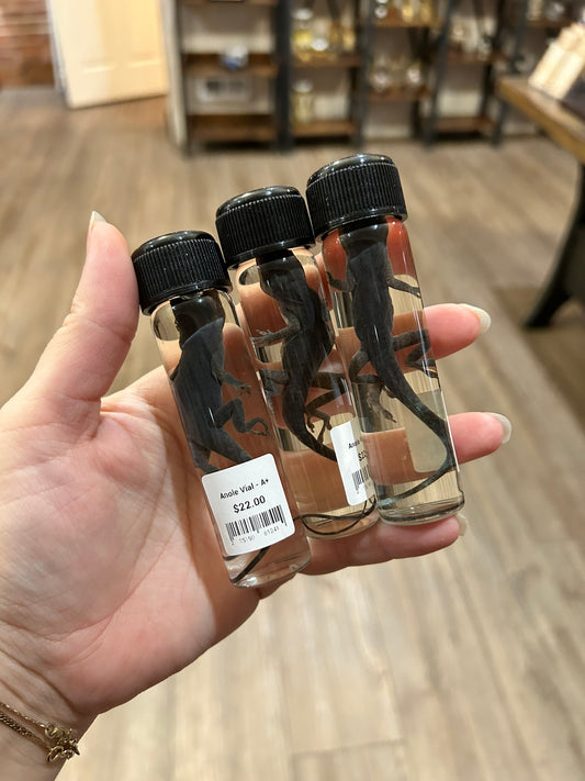 Anole Vial - A+ Grade
