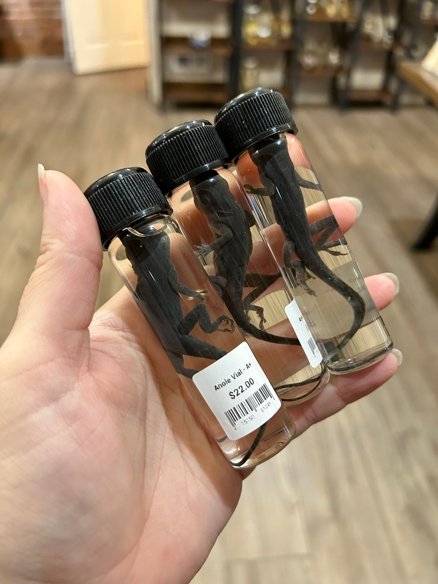 Anole Vial - A+ Grade