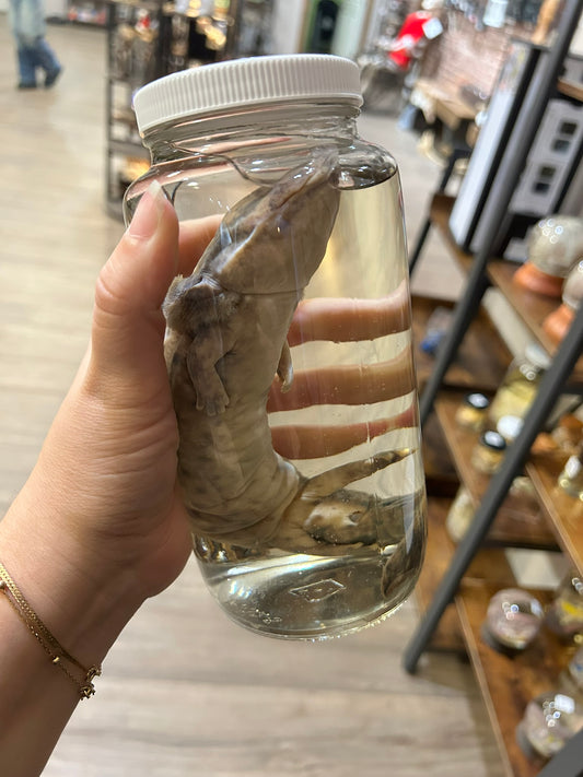 Axolotl Jar