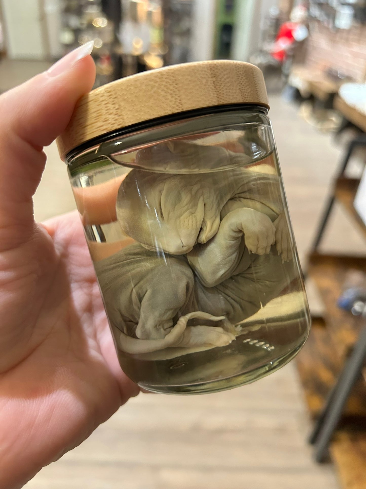 Sphynx Jar