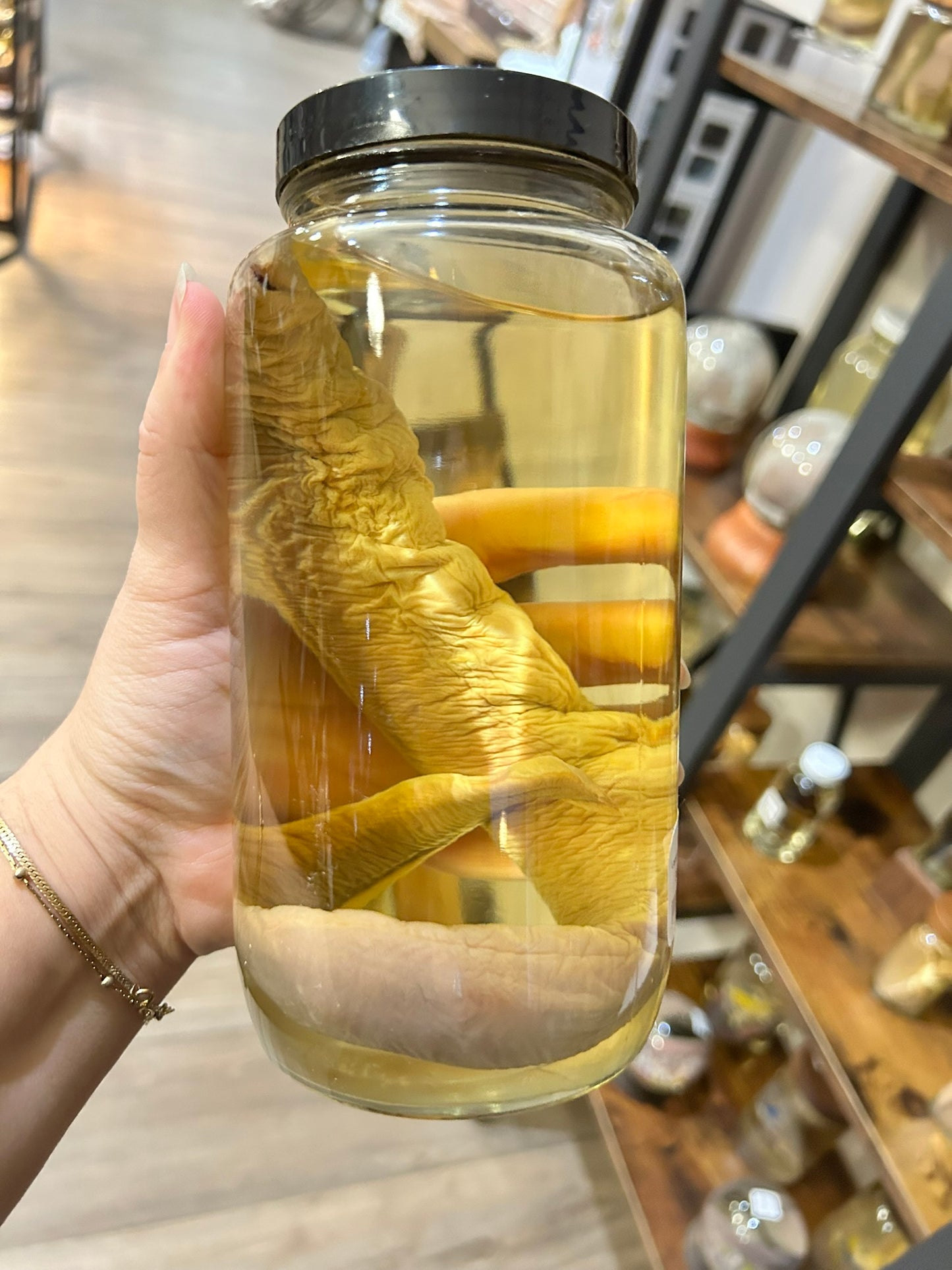 Lamprey Specimen