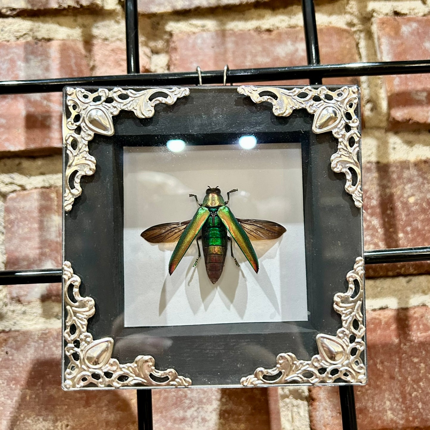 Jewel Beetle Frame