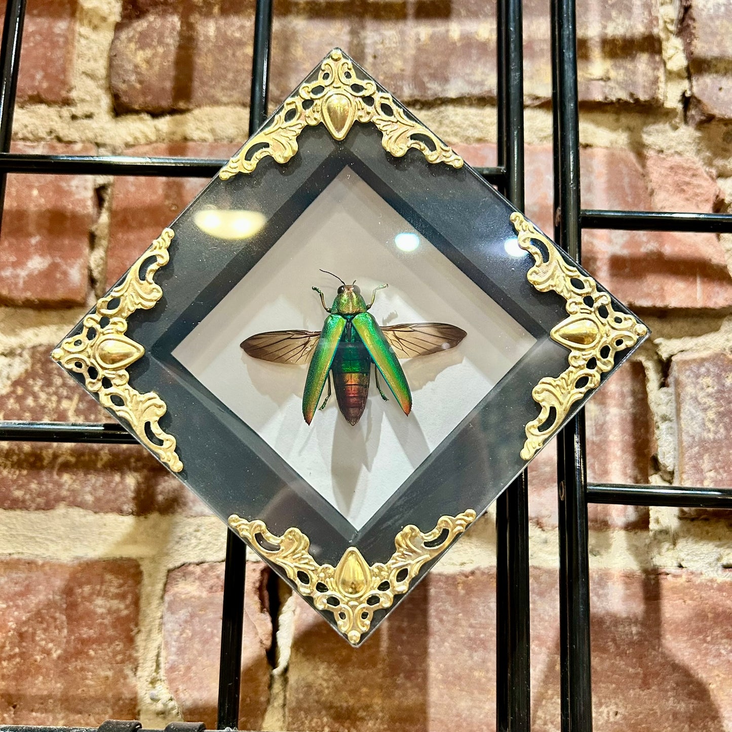 Jewel Beetle Frame
