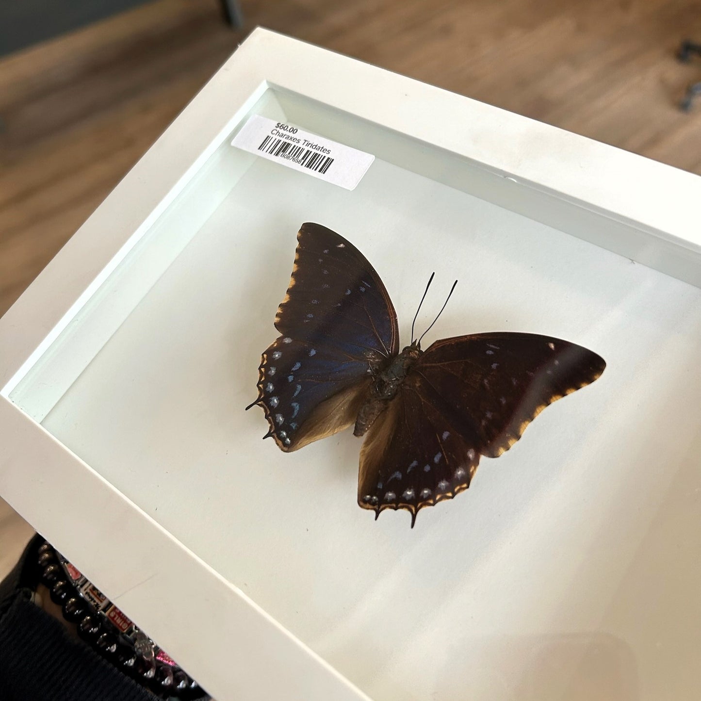 Charaxes Tiridates