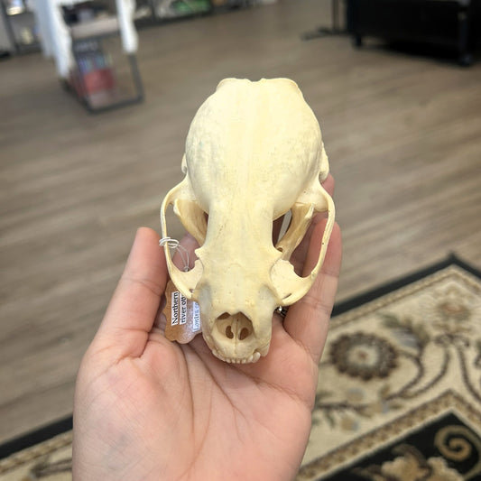 Otter Skull