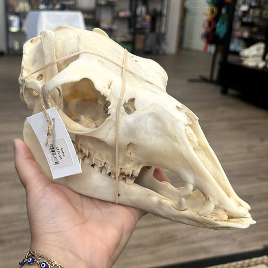 Alpaca Skull