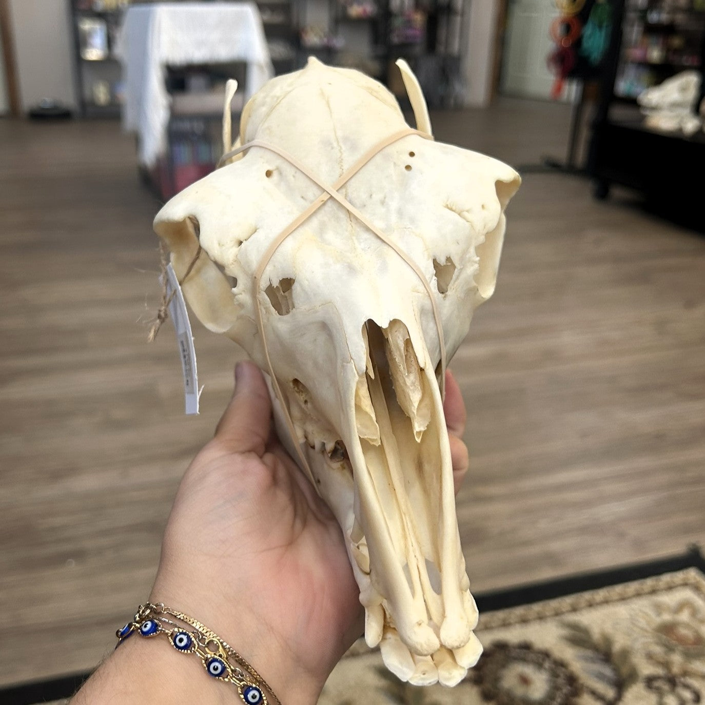 Alpaca Skull