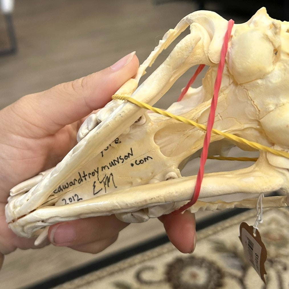 Carved Coyote Skull