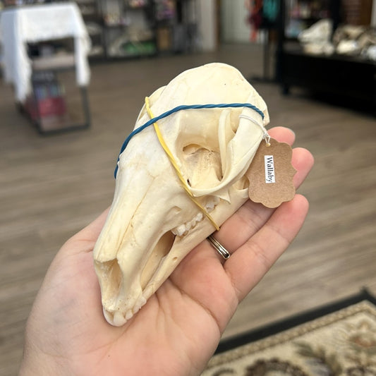 Wallaby Skull