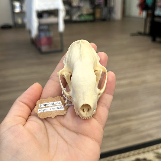 Skunk Skull