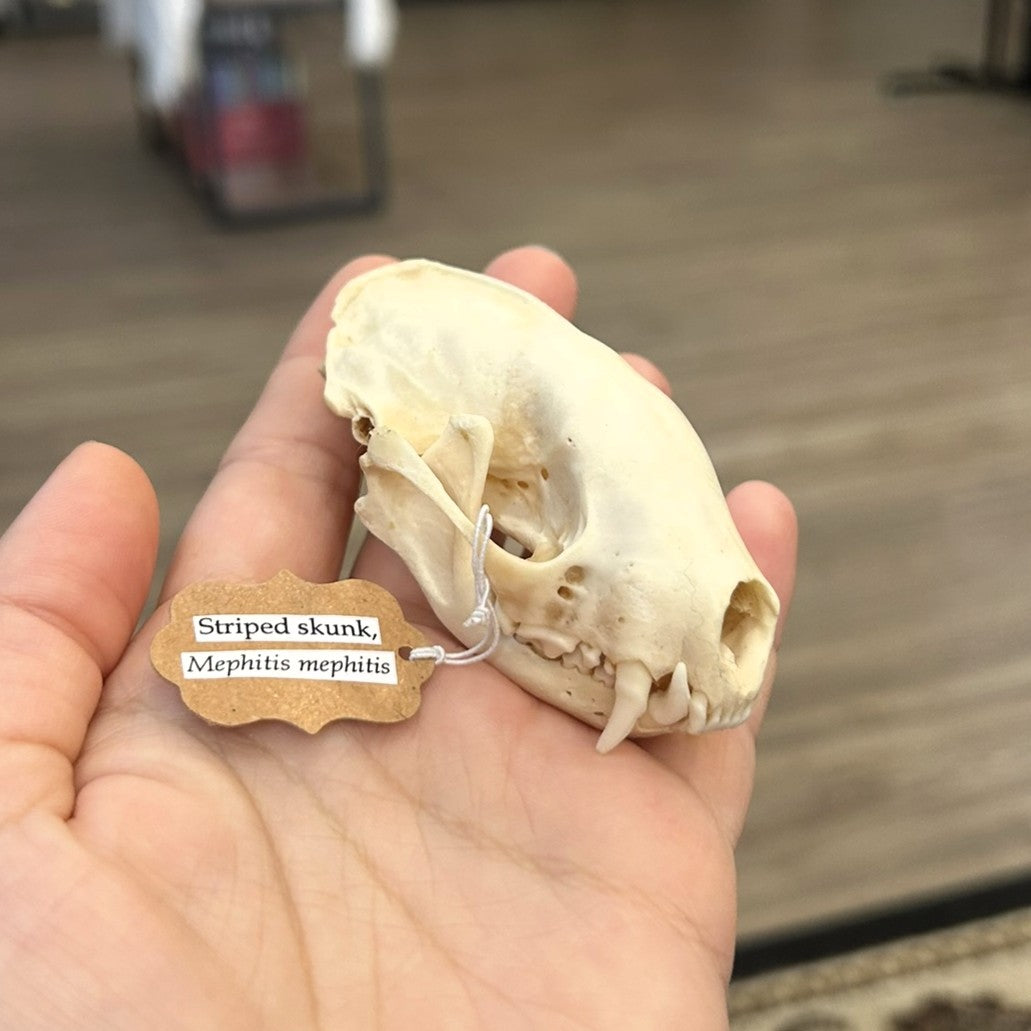 Skunk Skull