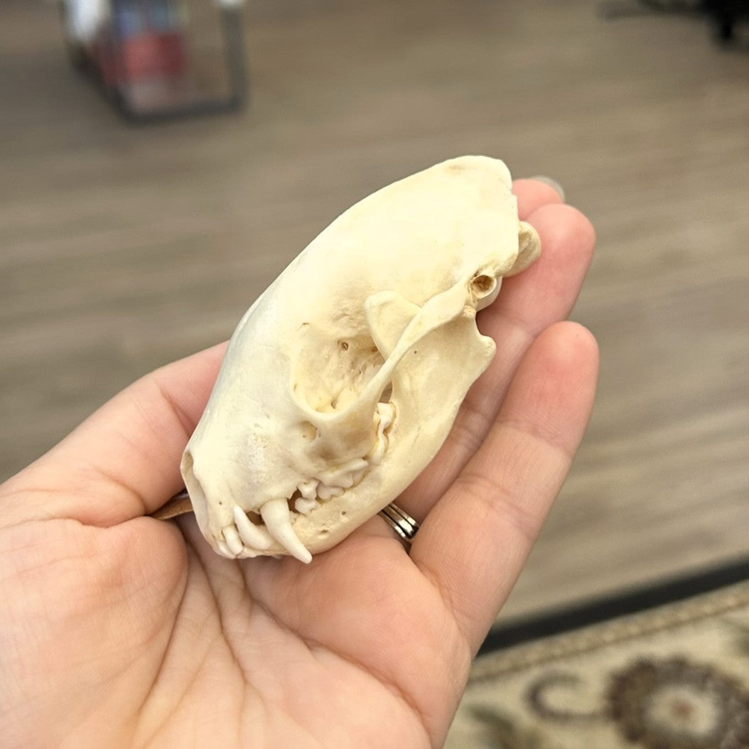 Skunk Skull