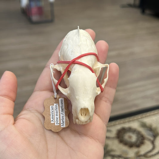 Pine Martin Skull