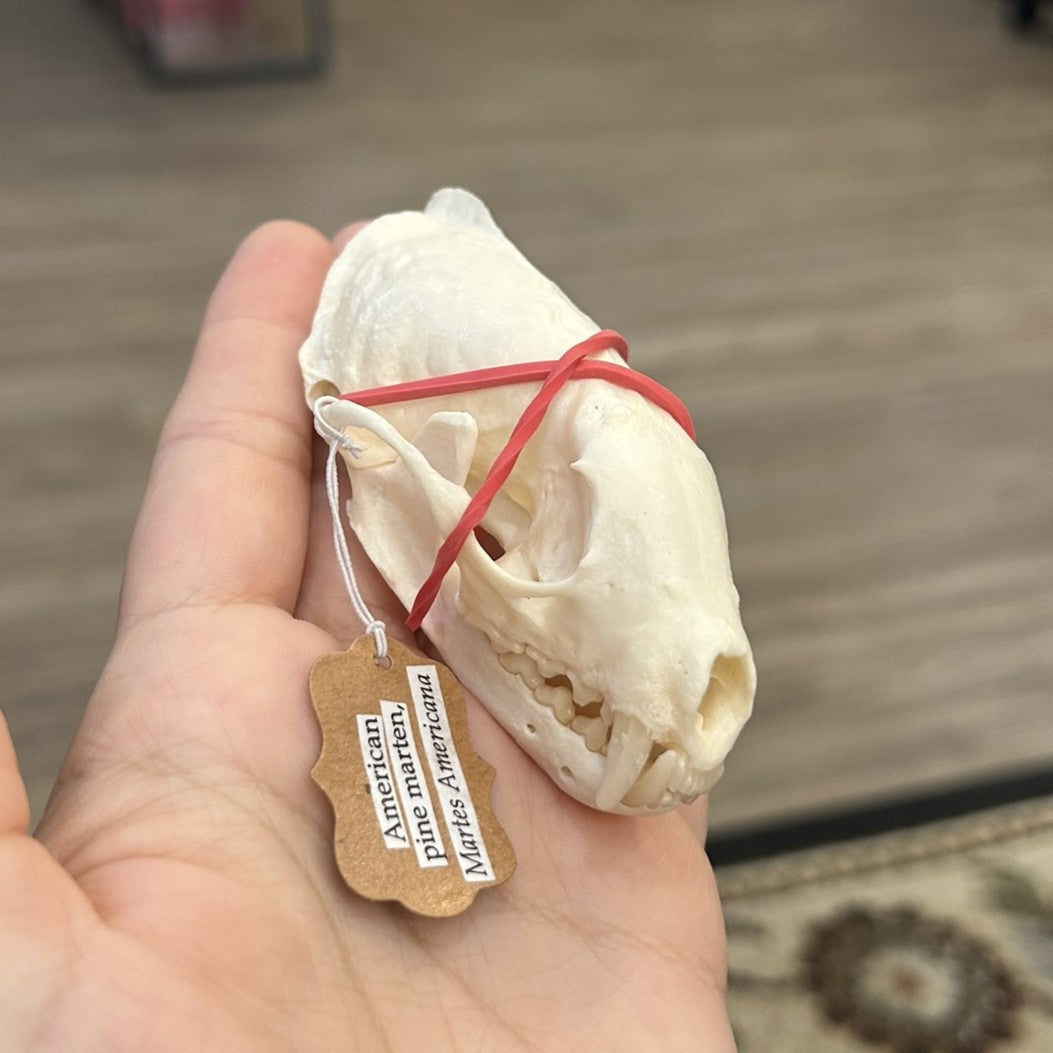 Pine Martin Skull