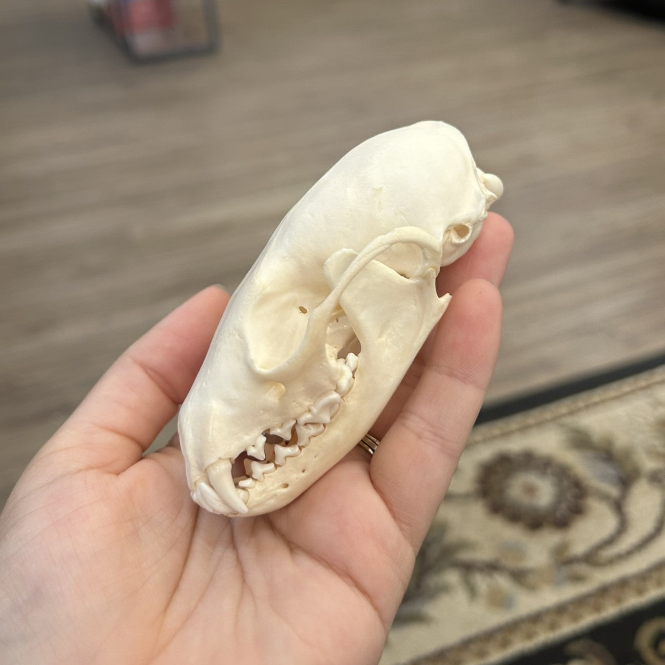 Fisher Skull
