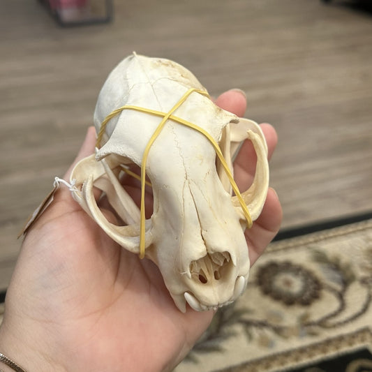 Bobcat Skull