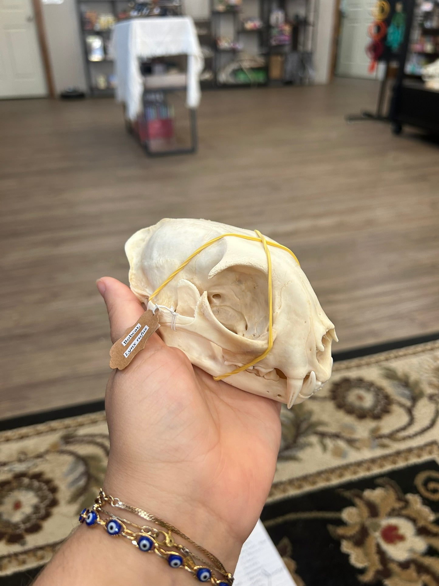Bobcat Skull