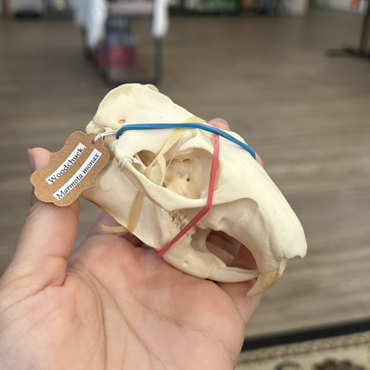 Woodchuck Skull
