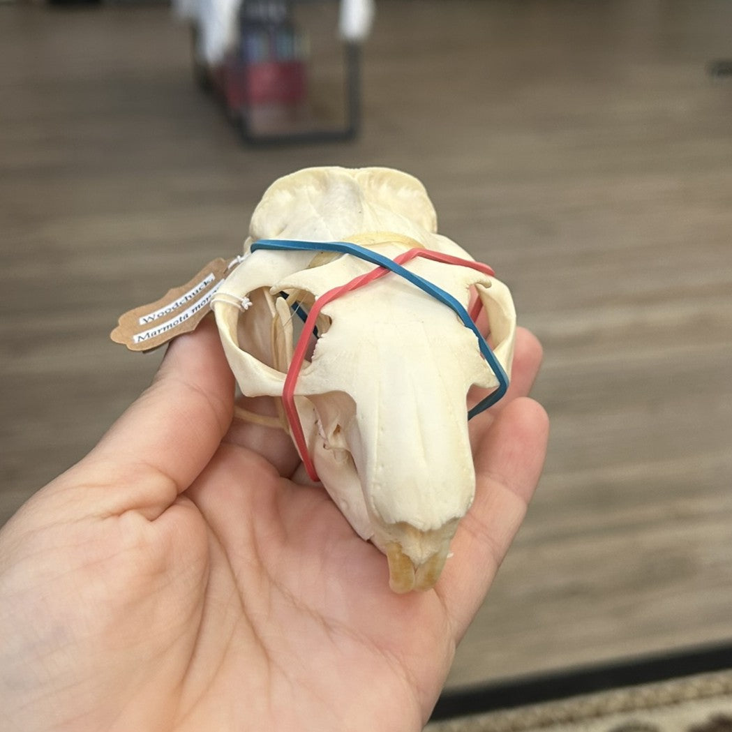 Woodchuck Skull
