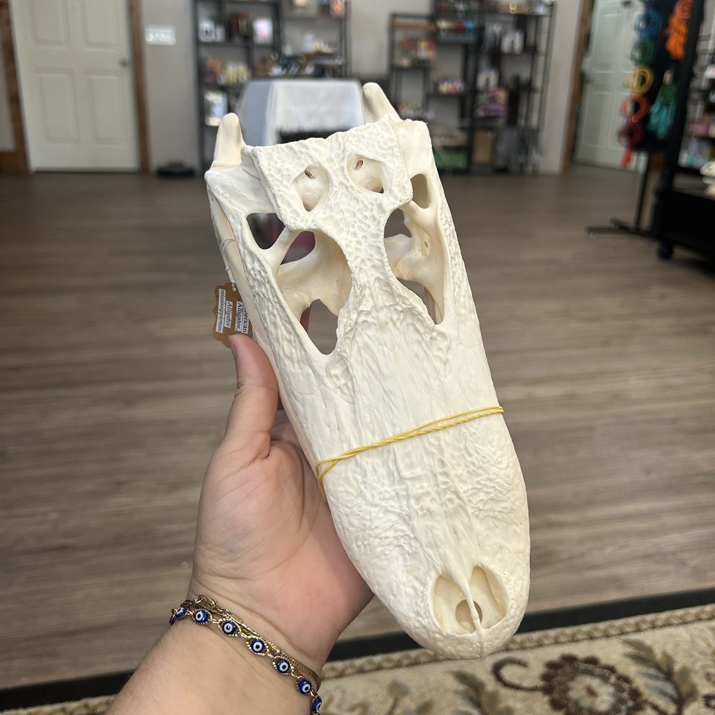 Gator Skull