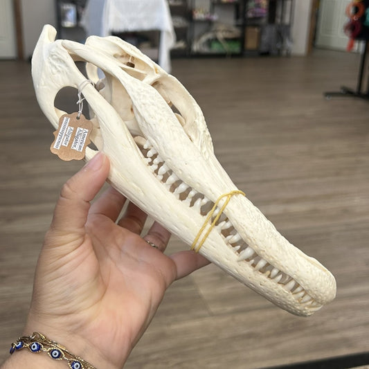 Gator Skull