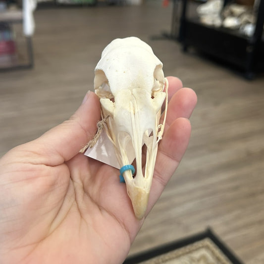 Chicken Skull