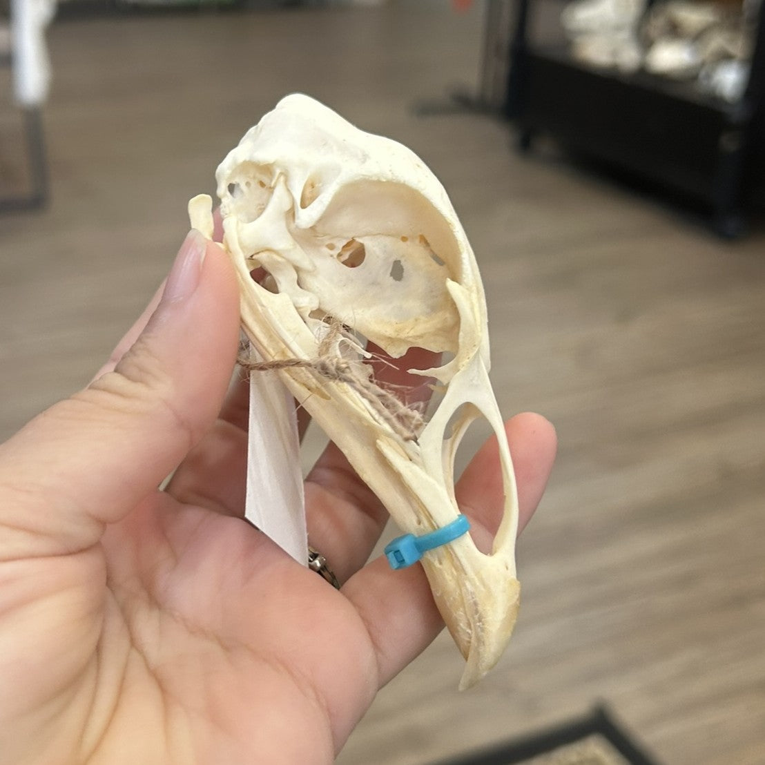 Chicken Skull