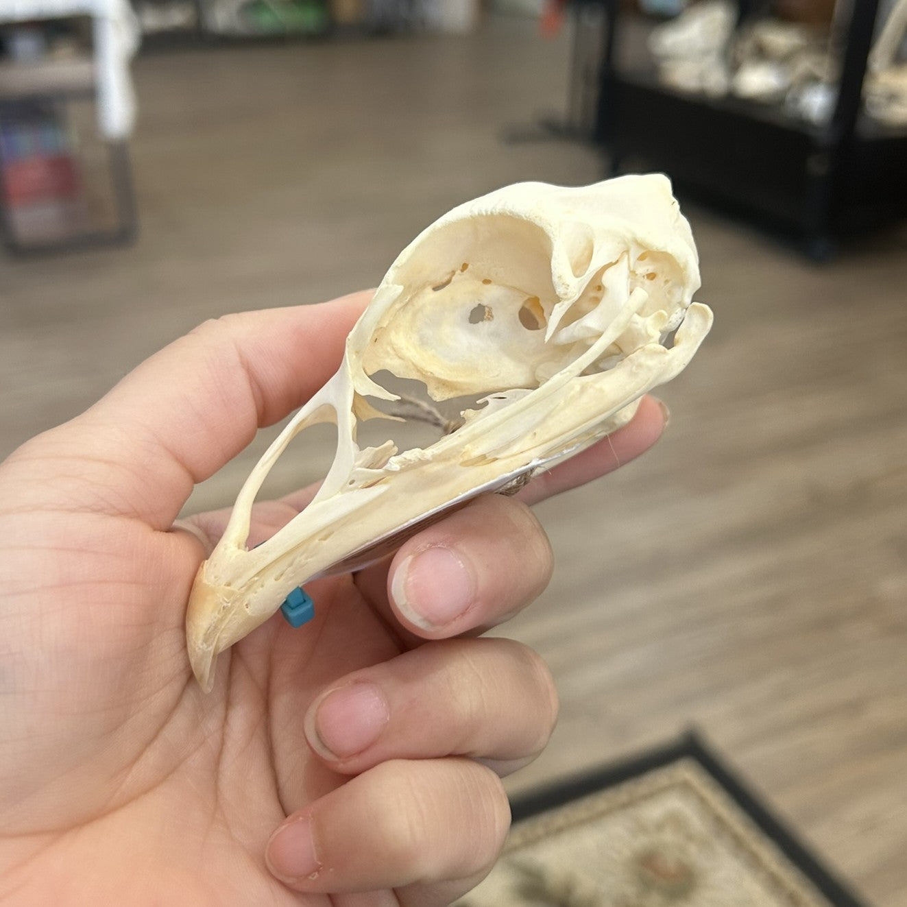 Chicken Skull