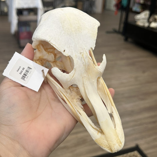 Ostrich Skull