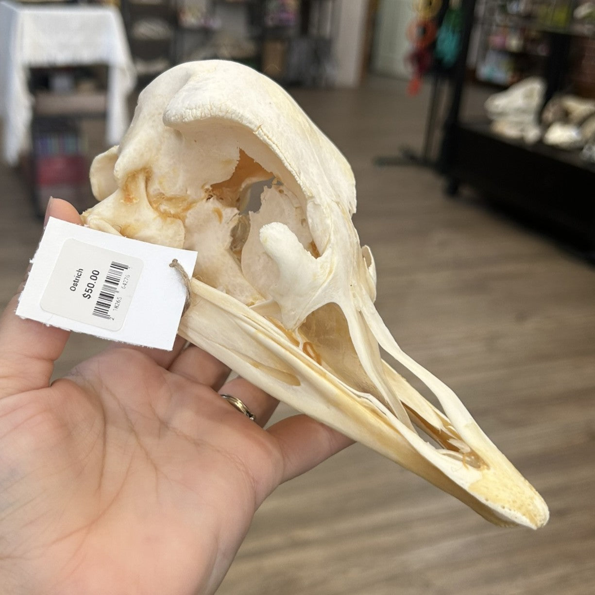 Ostrich Skull