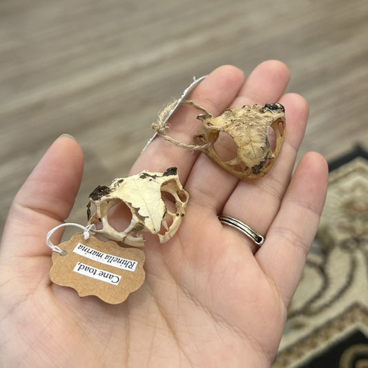 Cane Toad Skull