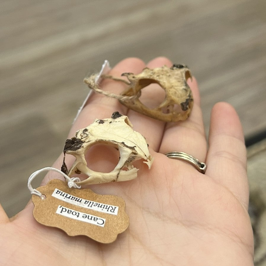 Cane Toad Skull