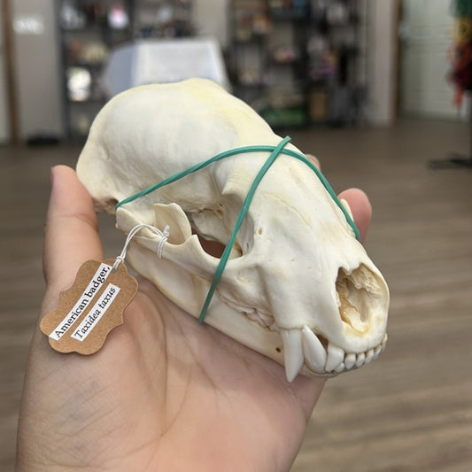 Badger Skull