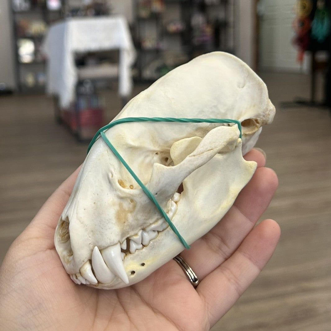 Badger Skull