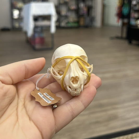 Kitten Skull